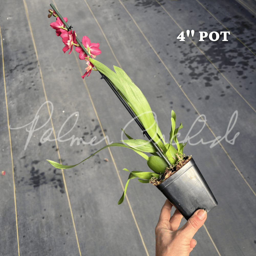 Osp. Mayor Billy — Palmer Orchids